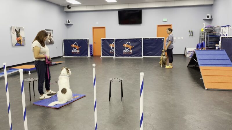 Zoom Room Dog Training - Springfield - Springfield, VA