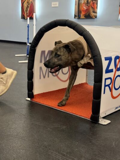 Zoom Room Dog Training - Springfield - Springfield, VA