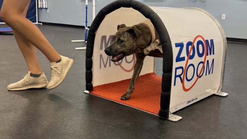 Zoom Room Dog Training - Springfield - Springfield, VA