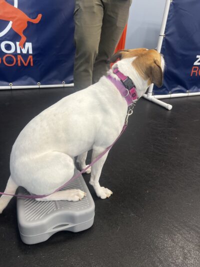 Zoom Room Dog Training - Springfield - Springfield, VA