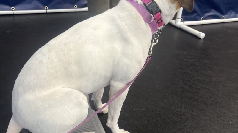 Zoom Room Dog Training - Springfield - Springfield, VA