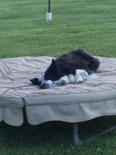 Carry Moose Lot - Springfield, WV