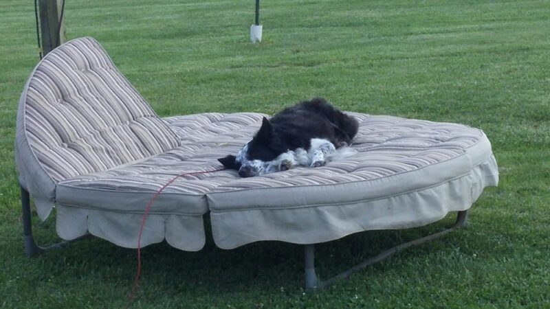 Carry Moose Lot - Springfield, WV