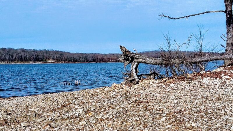Dog Drive Fishing - Springville, TN