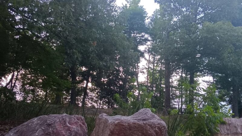 Dog Drive Fishing - Springville, TN