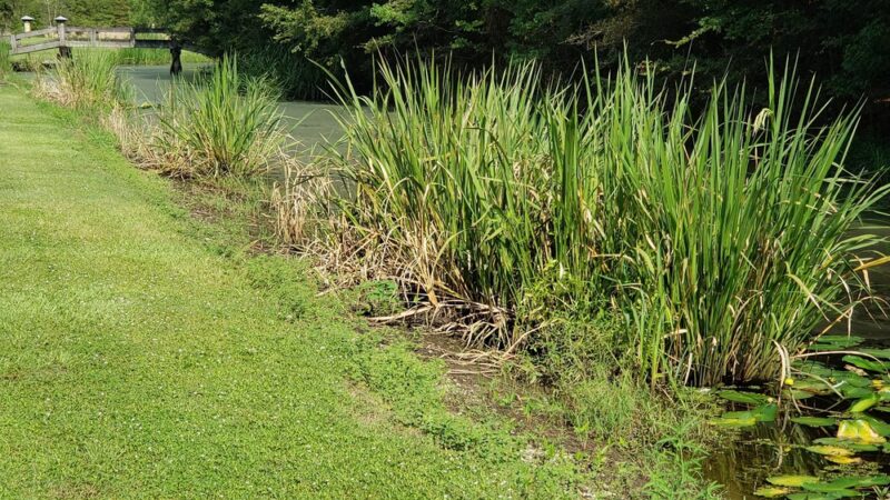 Roger J. Clouatre Memorial Park - St Amant, LA