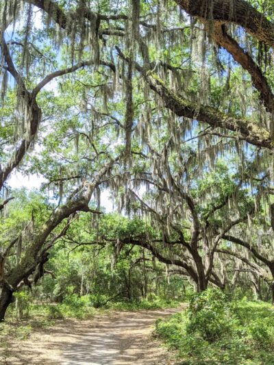 Lake Runnymede Conservation Area - St Cloud, FL