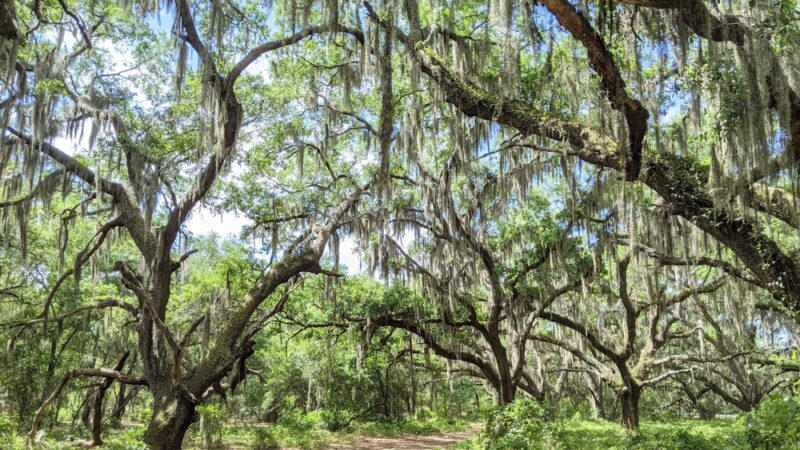Lake Runnymede Conservation Area - St Cloud, FL