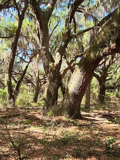 Lake Runnymede Conservation Area - St Cloud, FL