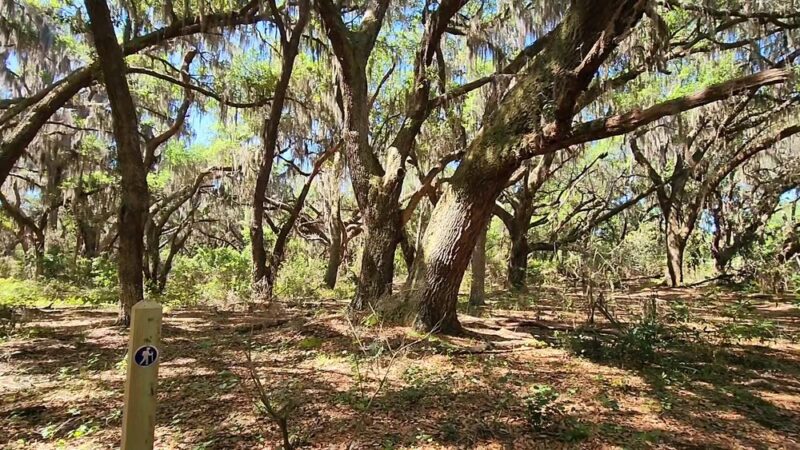 Lake Runnymede Conservation Area - St Cloud, FL