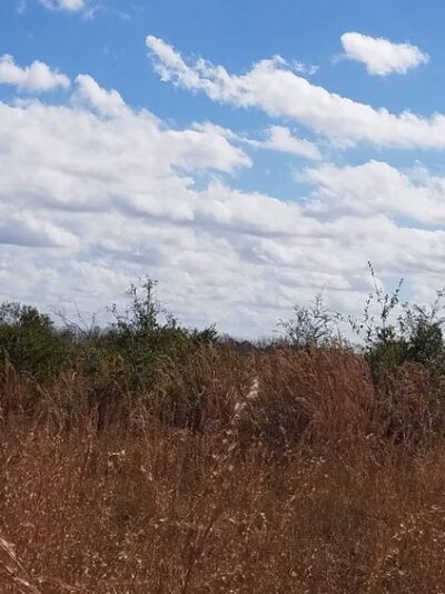 Lake Runnymede Conservation Area - St Cloud, FL