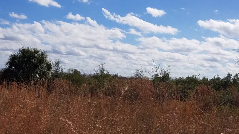 Lake Runnymede Conservation Area - St Cloud, FL