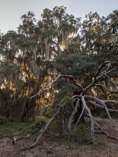 Lake Runnymede Conservation Area - St Cloud, FL