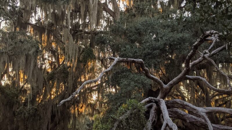 Lake Runnymede Conservation Area - St Cloud, FL