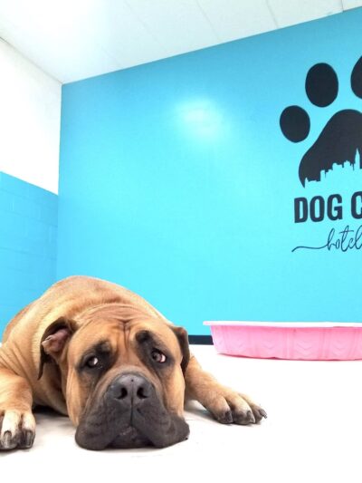 Dog City Hotel & Spa - St Francis, WI