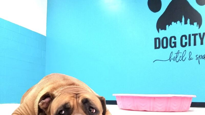 Dog City Hotel & Spa - St Francis, WI