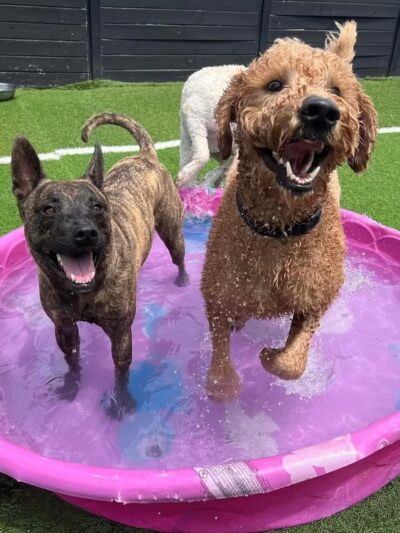 Dog City Hotel & Spa - St Francis, WI