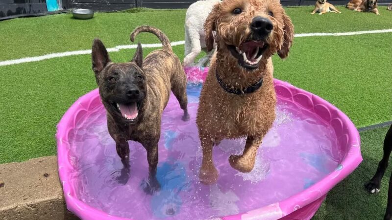 Dog City Hotel & Spa - St Francis, WI