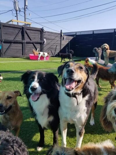 Dog City Hotel & Spa - St Francis, WI