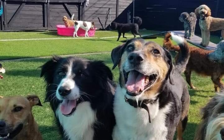 Dog City Hotel & Spa - St Francis, WI