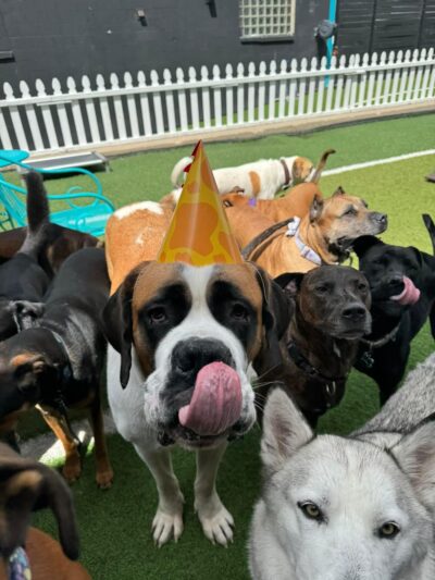 Dog City Hotel & Spa - St Francis, WI