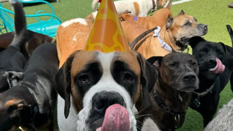 Dog City Hotel & Spa - St Francis, WI