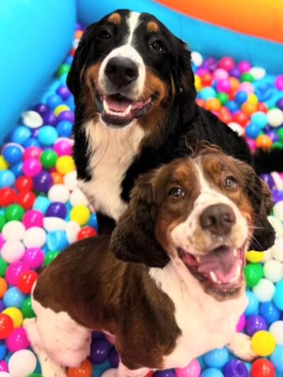 Dog City Hotel & Spa - St Francis, WI