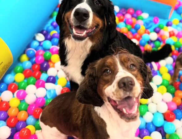 Dog City Hotel & Spa - St Francis, WI