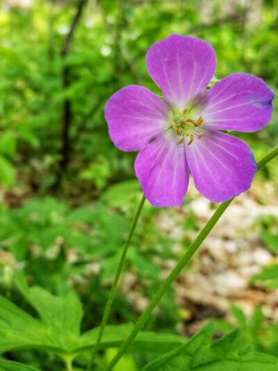 Nojoshing Trail - St Francis, WI