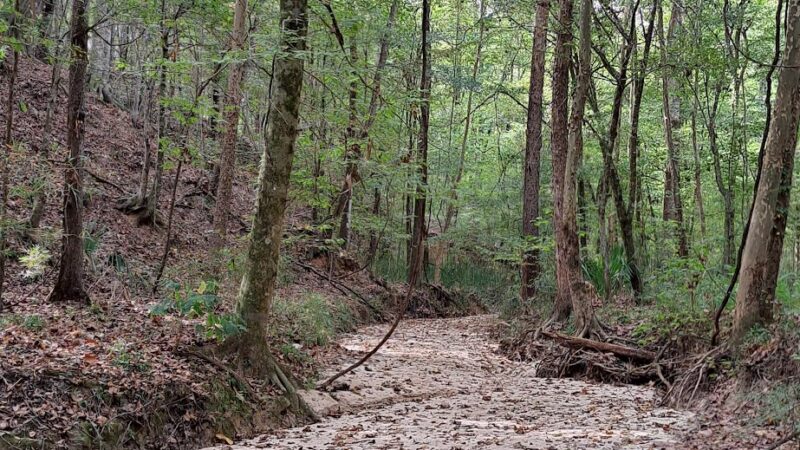 Tunica Hills WMA Trail A - St Francisville, LA