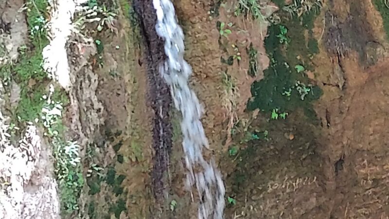 Tunica Hills WMA Trail A - St Francisville, LA