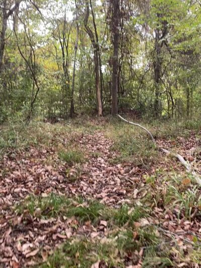 Tunica Hills WMA - ST FRANCISVLE, LA