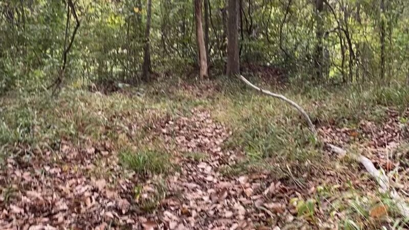 Tunica Hills WMA - ST FRANCISVLE, LA