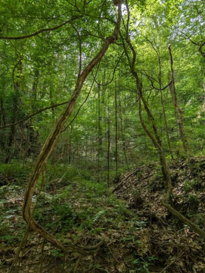 Tunica Hills WMA - ST FRANCISVLE, LA