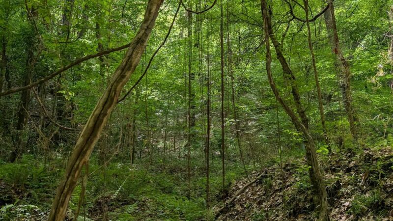 Tunica Hills WMA - ST FRANCISVLE, LA