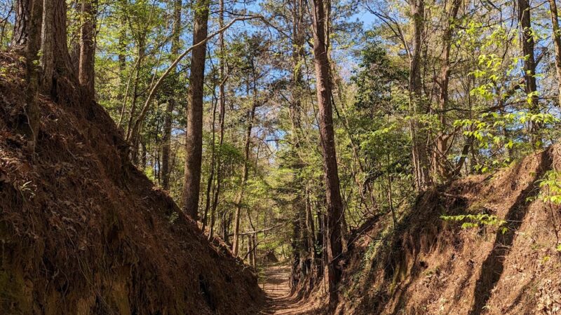 Tunica Hills WMA - ST FRANCISVLE, LA