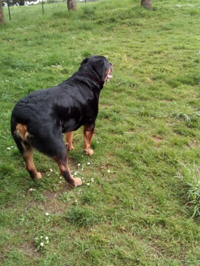 St. Helens: Dog Park - St Helens, OR