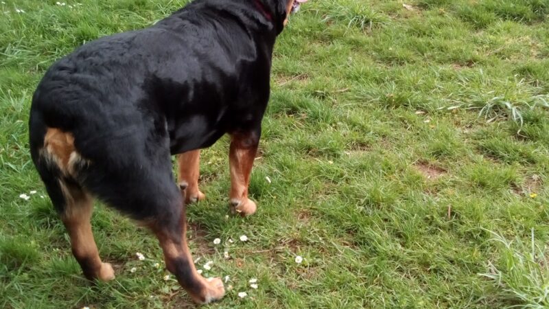 St. Helens: Dog Park - St Helens, OR