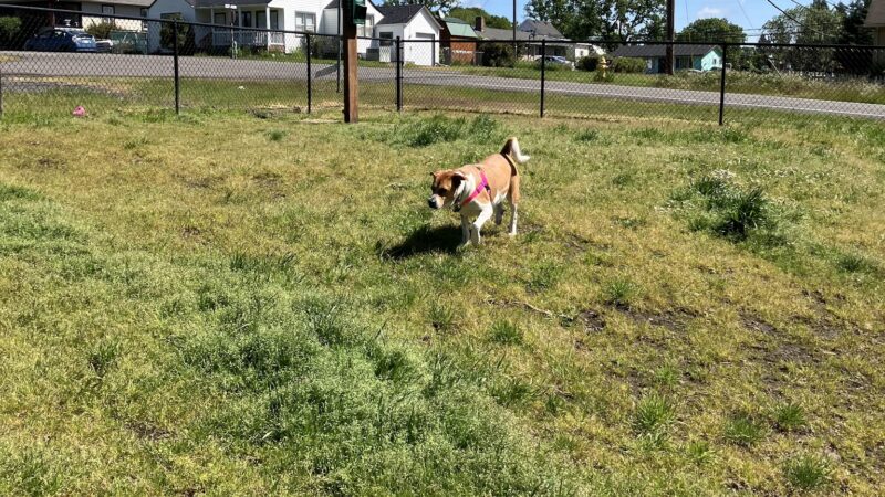 St. Helens: Dog Park - St Helens, OR