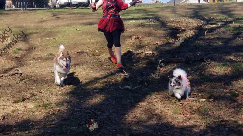 St. Helens: Dog Park - St Helens, OR