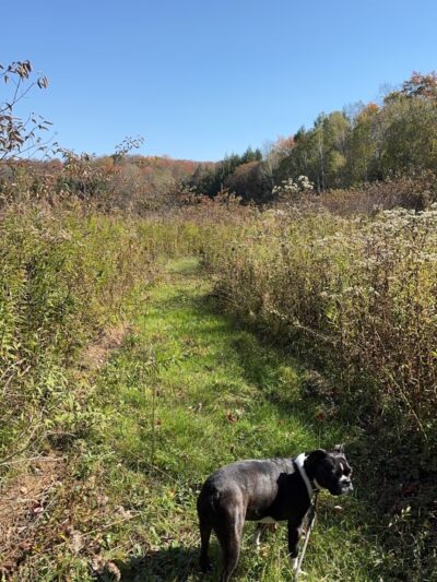 West Creek Wetland Learning Center - St Marys, PA