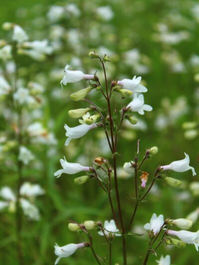 West Creek Wetland Learning Center - St Marys, PA
