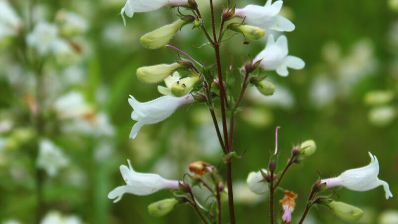 West Creek Wetland Learning Center - St Marys, PA