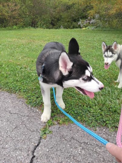 Benzinger Park - St Marys, PA
