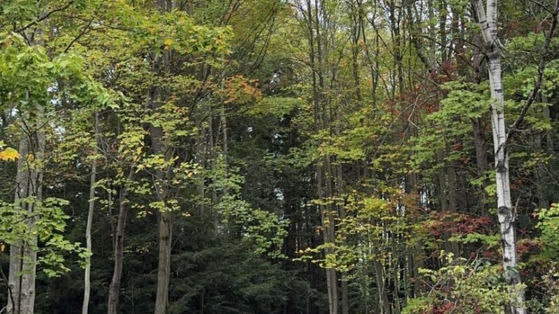 Benzinger Park - St Marys, PA