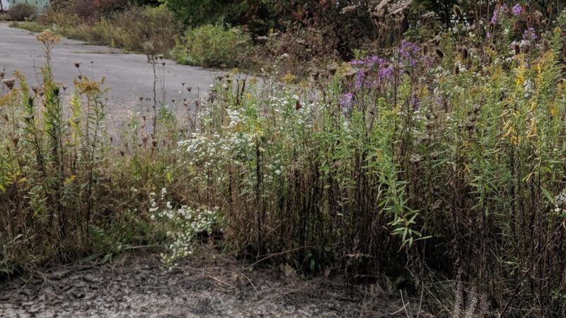 Kaulmont Park - St Marys, PA