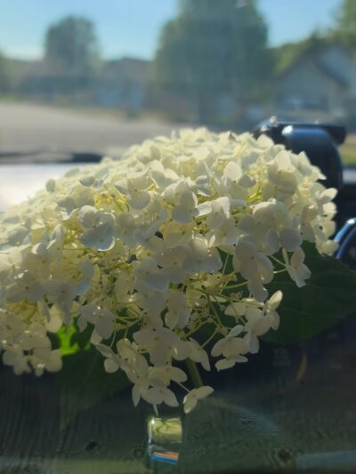 Maple Woods Park - St Michael, MN