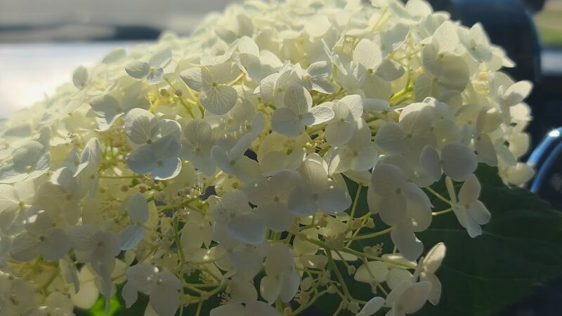 Maple Woods Park - St Michael, MN