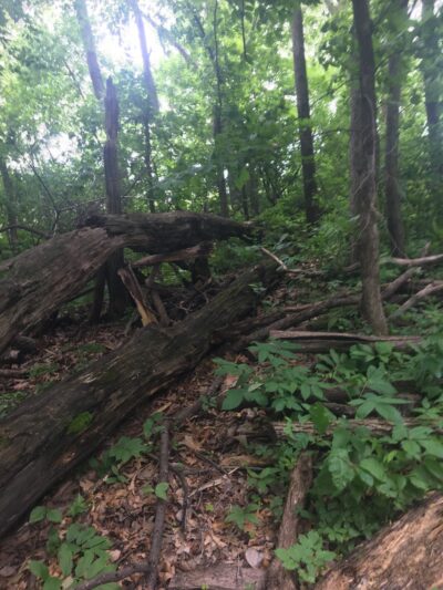 Maple Woods Park - St Michael, MN