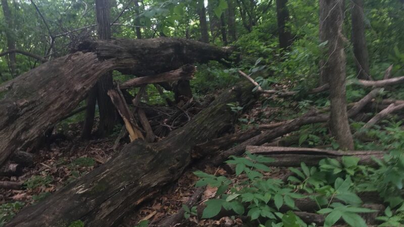 Maple Woods Park - St Michael, MN